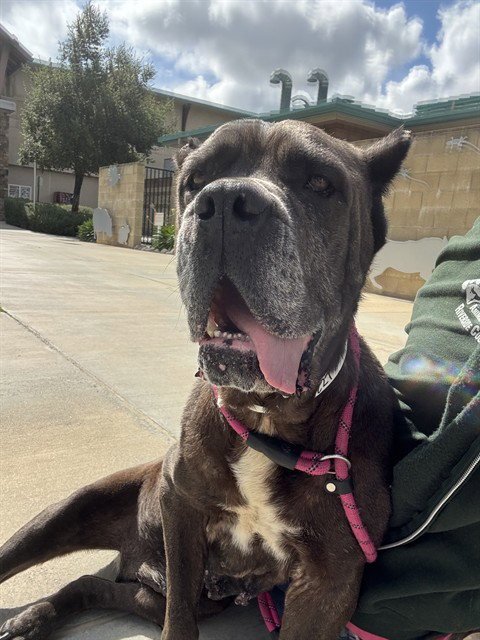 LEONA - Cane Corso Mastiff available for adoption