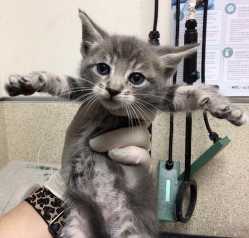 MATILDA - Domestic Short Hair available for adoption