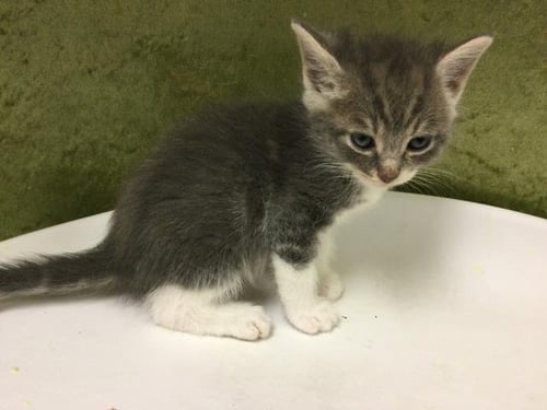 A1917610 - Domestic Short Hair available for adoption
