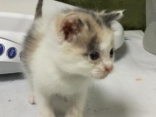 HANNA - Domestic Short Hair available for adoption