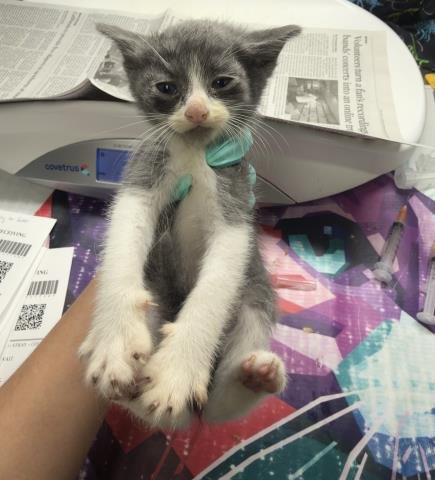 HERMES - Domestic Short Hair available for adoption