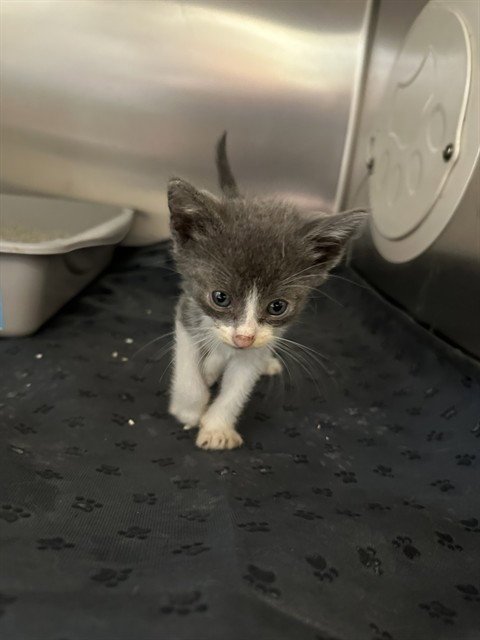 HERMES - Domestic Short Hair available for adoption
