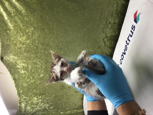 RICKY - Domestic Short Hair for adoption in Fontana