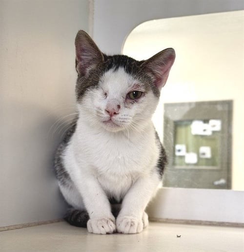 RICKY - Domestic Short Hair available for adoption
