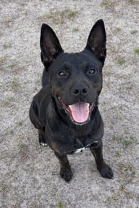 HARVEY - Photo 1