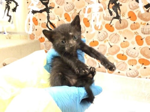 CRACKLE - Domestic Short Hair available for adoption