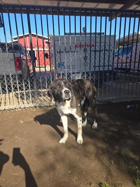 BUCKY - Cane Corso Mastiff / Great Pyrenees available for adoption