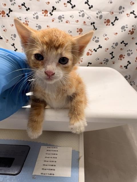 MO - Domestic Short Hair available for adoption