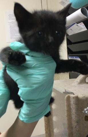 TATER - Domestic Short Hair available for adoption