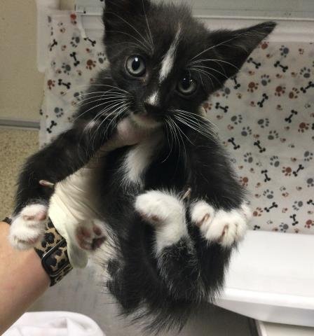 SKUNKY Image