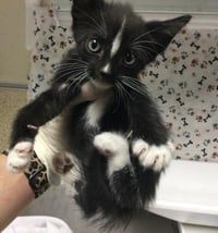 SKUNKY - Photo 1