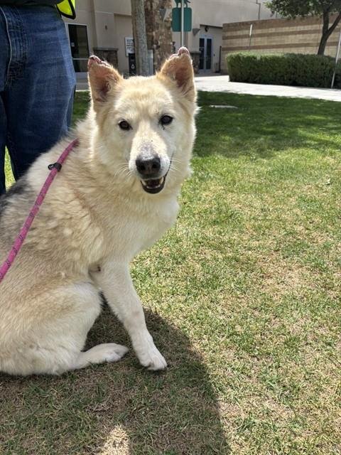 BLANCO - Siberian Husky / German Shepherd Dog available for adoption
