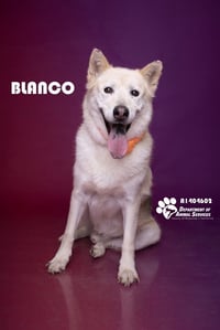 BLANCO - Photo 1