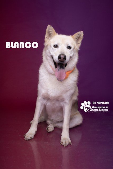 BLANCO - Siberian Husky / German Shepherd Dog available for adoption