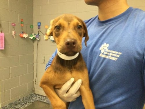 MIA - Pit Bull Terrier available for adoption