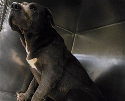 PRINCE - Pit Bull Terrier available for adoption