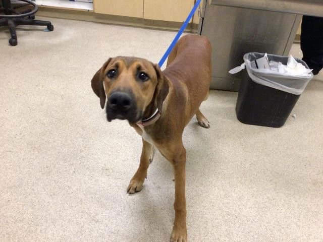 RUBY - Redbone Coonhound available for adoption