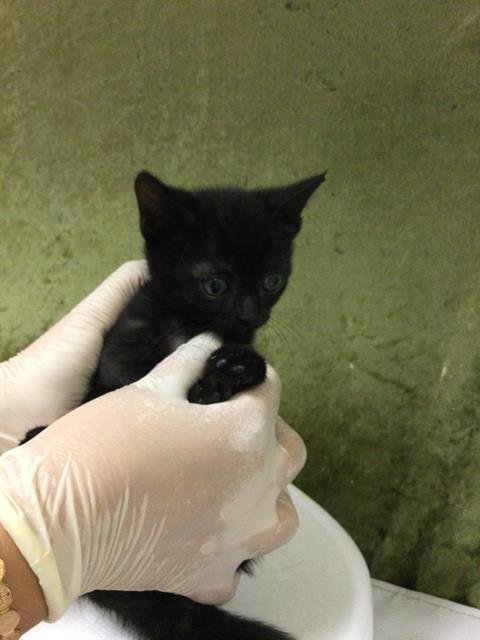 PUMPKIN - Domestic Short Hair available for adoption