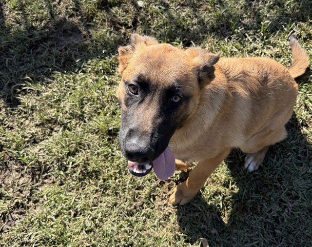 RON - German Shepherd Dog available for adoption