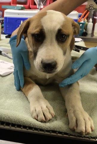 SAILOR MARS - Siberian Husky / Pit Bull Terrier available for adoption