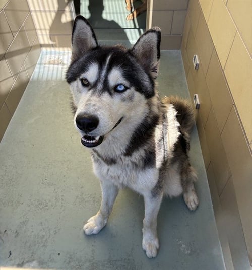 SCOTT - Husky available for adoption