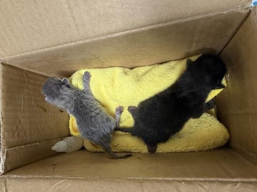 A1928701 - Domestic Short Hair available for adoption