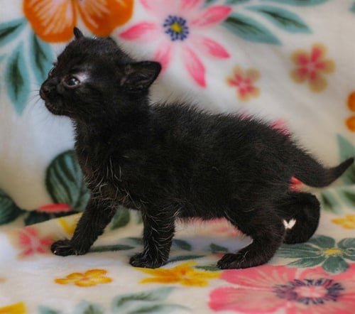 DIPPER - Domestic Short Hair available for adoption