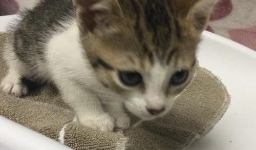 DIXIE - Domestic Short Hair available for adoption