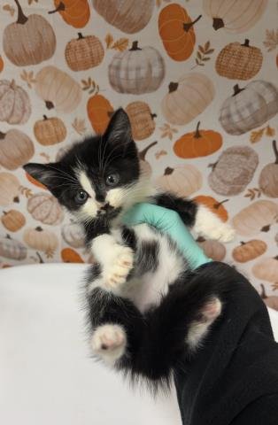 SAMOSA - Domestic Short Hair available for adoption