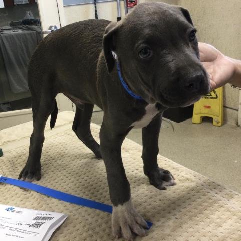 COBALT - Pit Bull Terrier available for adoption