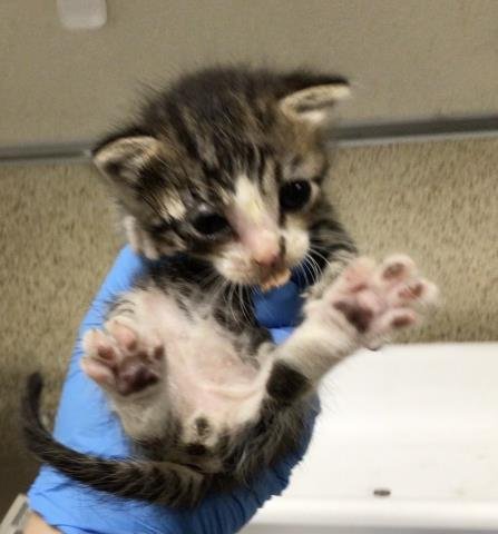 ALVIN - Domestic Short Hair available for adoption