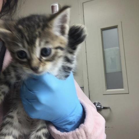 BOO - Domestic Short Hair available for adoption