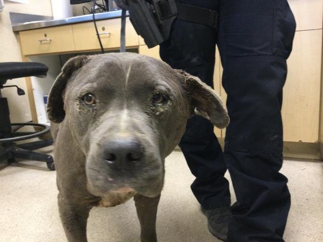 HUMPHREY - Pit Bull Terrier available for adoption