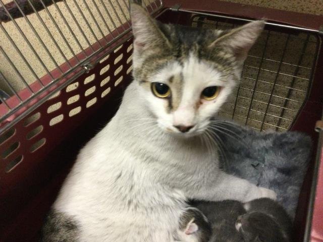 CATELYN - Domestic Short Hair available for adoption