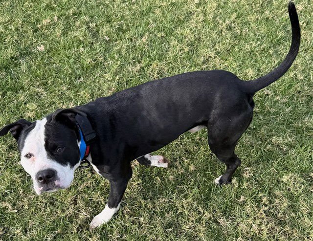 KING - Pit Bull Terrier available for adoption