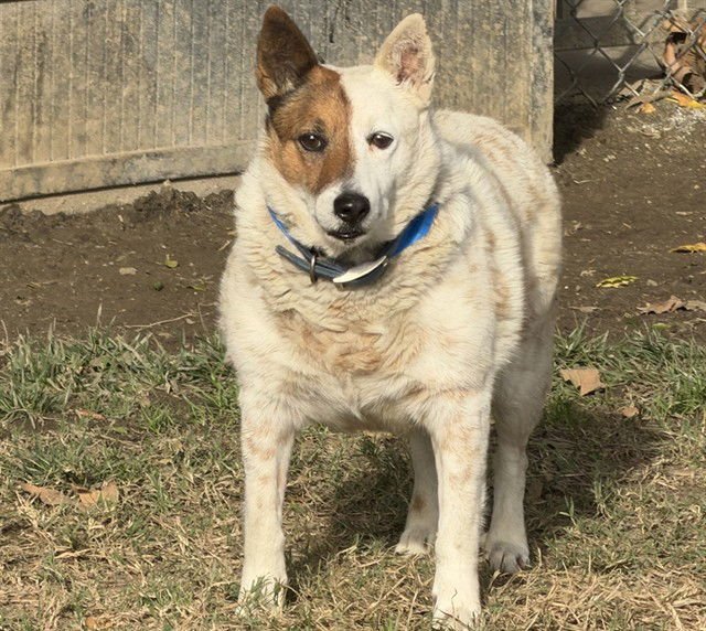 JANGO - Australian Shepherd available for adoption