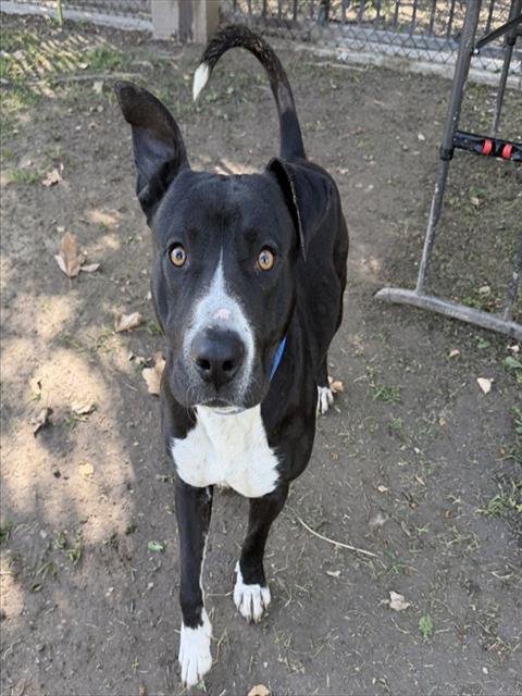 BUSTER - Pit Bull Terrier available for adoption