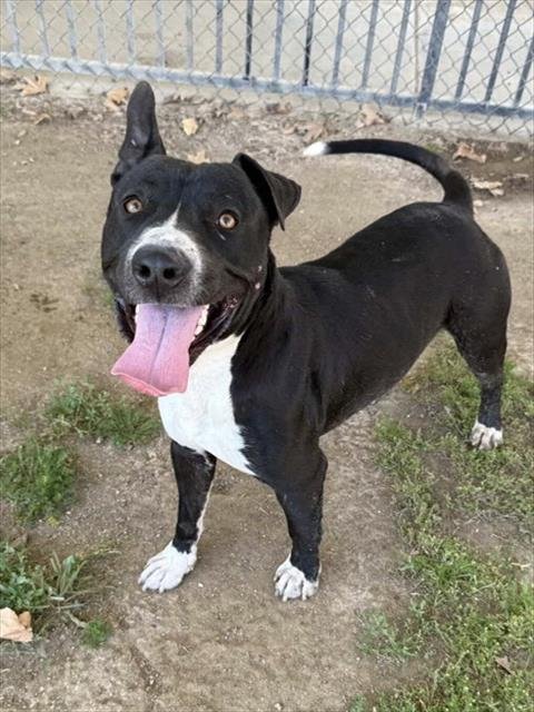 BUSTER Image