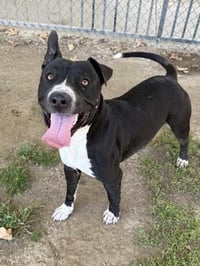 BUSTER - Photo 1