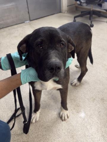 EEYORE - Pit Bull Terrier available for adoption
