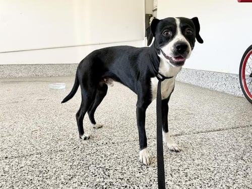MISTER JACK - Beagle / Boston Terrier available for adoption