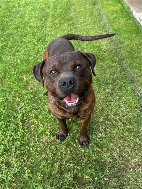 BIG MAC - Pit Bull Terrier available for adoption