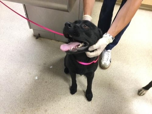 MAZZY - Pit Bull Terrier available for adoption