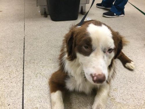 DALE - Border Collie available for adoption
