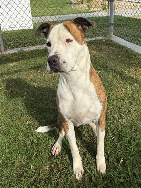 GILLIAN - Pit Bull Terrier available for adoption