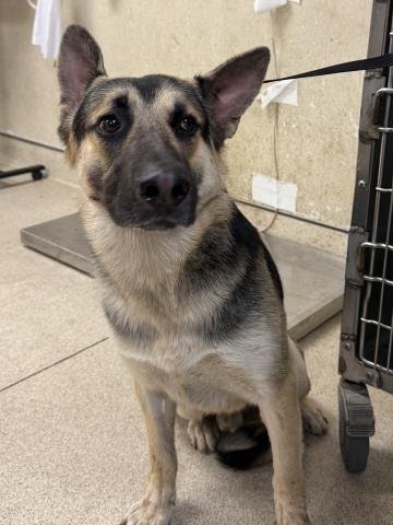 POPEYE - German Shepherd Dog available for adoption