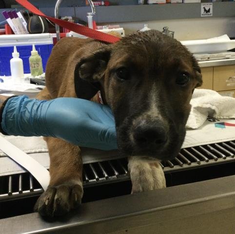 JANE - Cane Corso Mastiff available for adoption