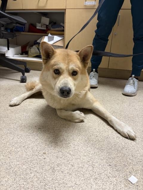 GOOF Image