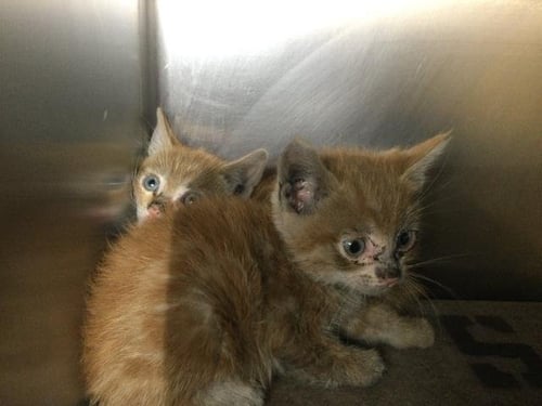 JUPITER - Domestic Short Hair available for adoption