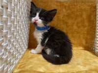 OREO - Photo 1